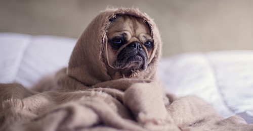 How To Make It Up To Your Pet After A Move